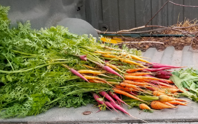 Favorite Carrot Varieties and How to Store Them